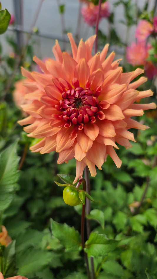 Terracotta
