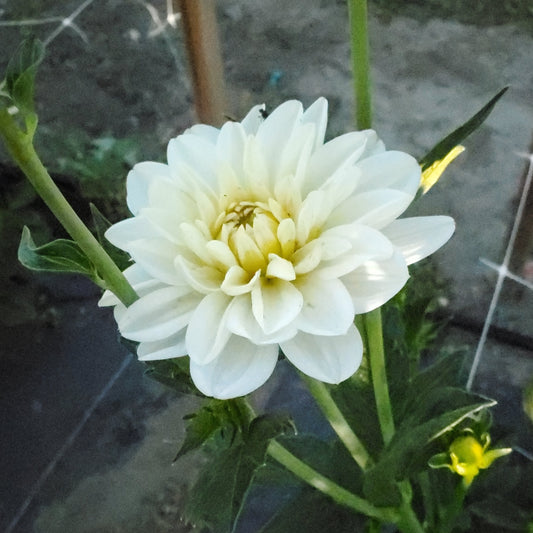 White Onesta