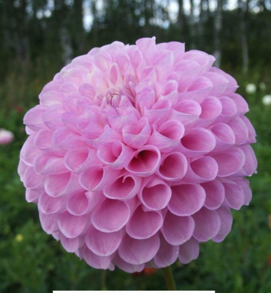Snoho Sonia
