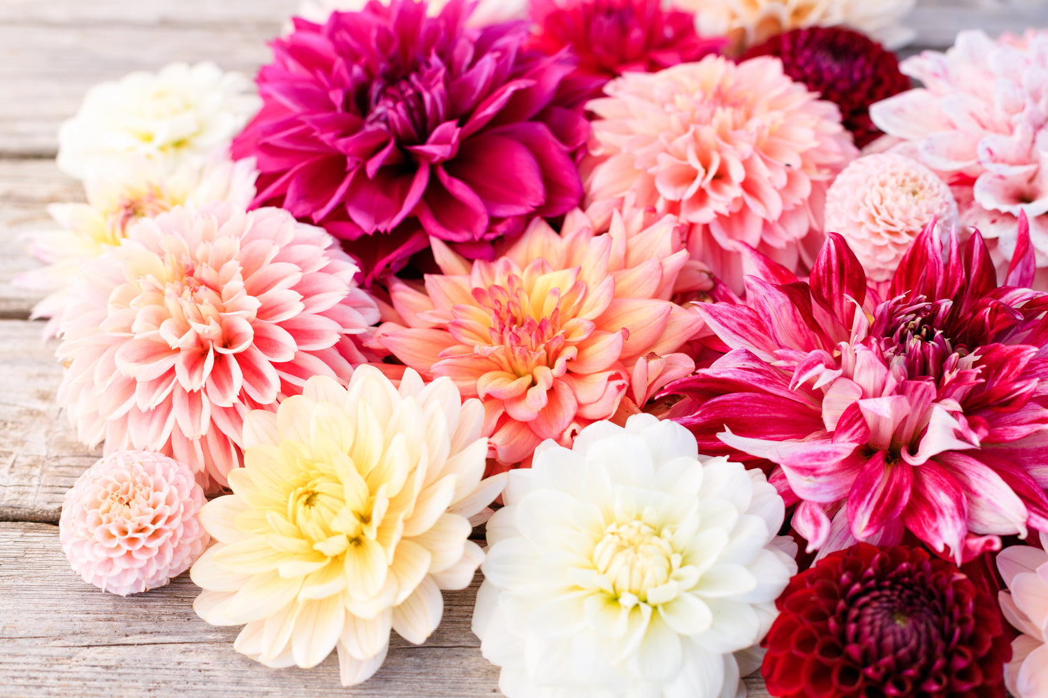 Dahlia Tuber Sale