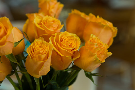 Orange Roses