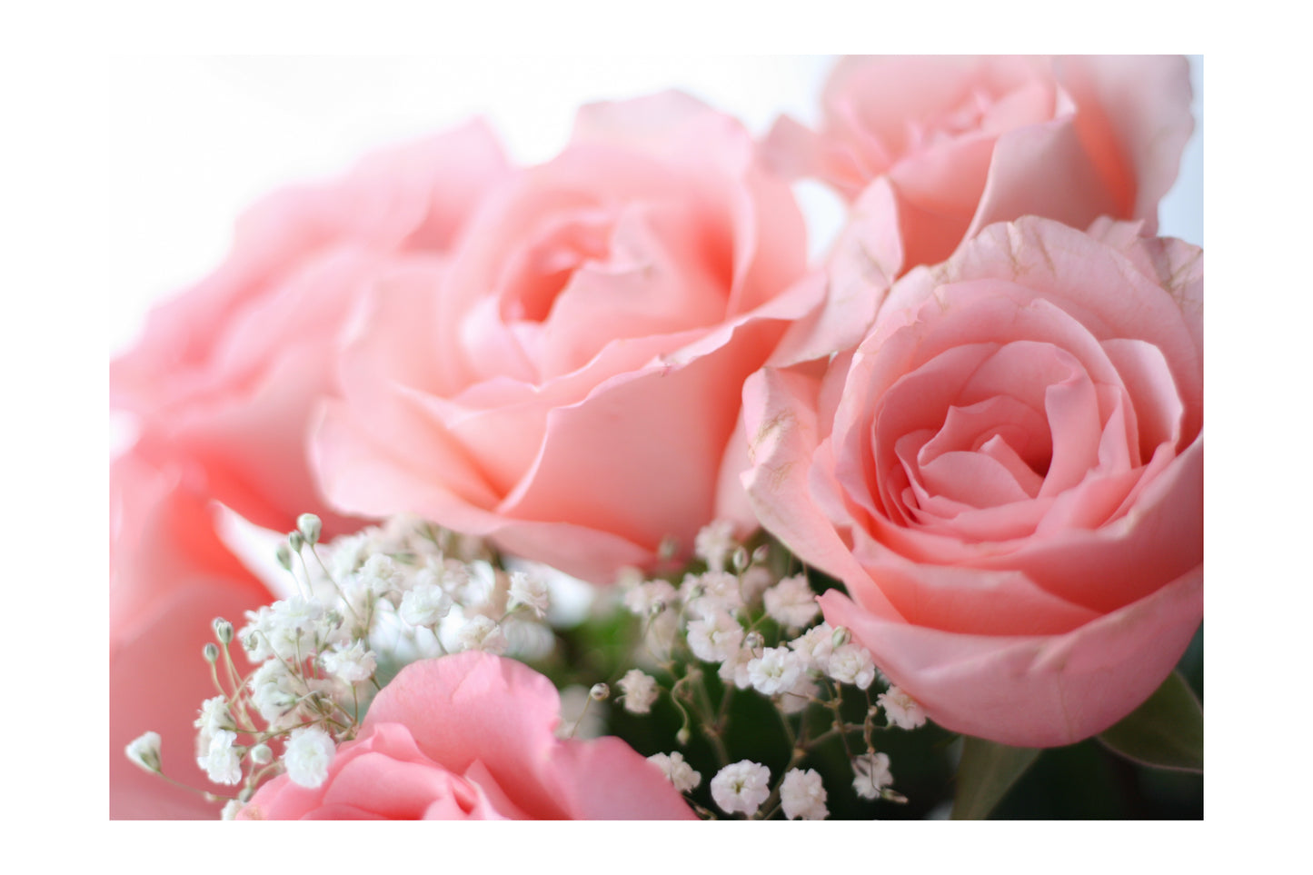 Pink Roses