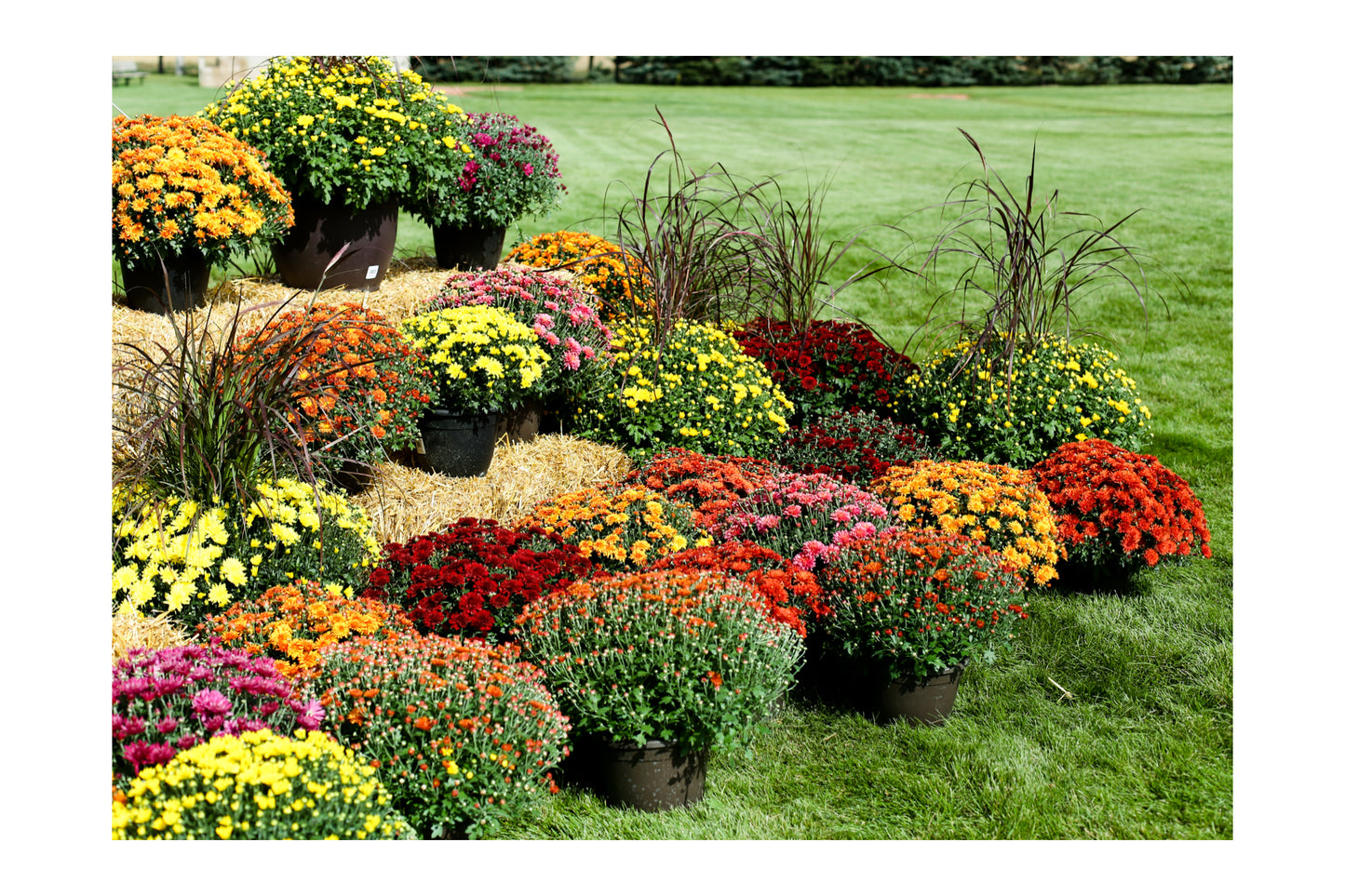 Fall Mums