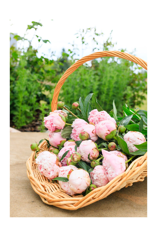 Pink Peonies in Basket