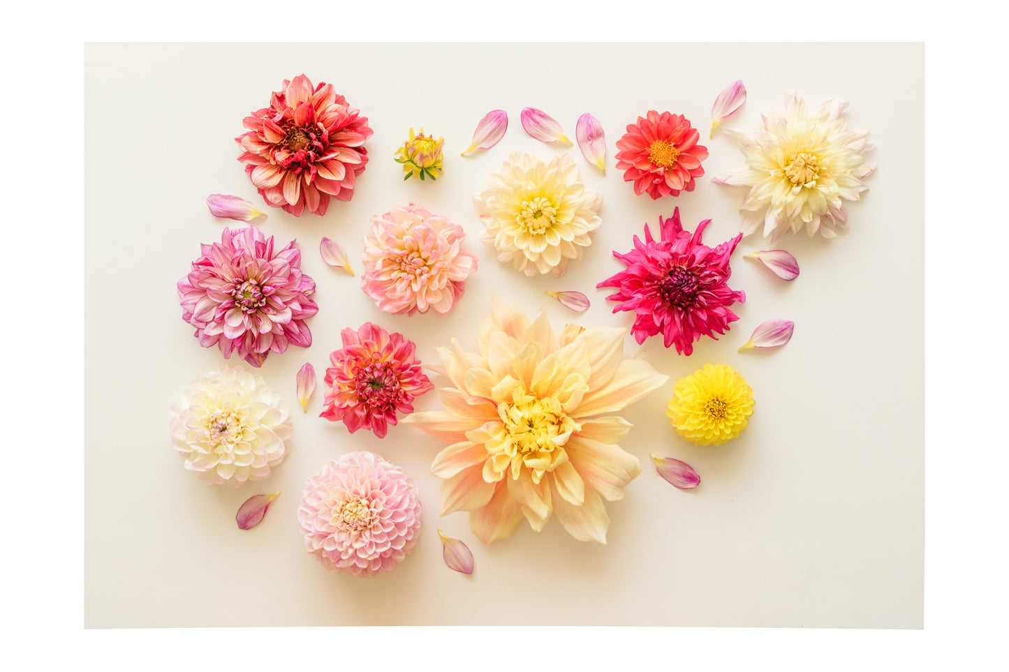 Pretty Dahlias