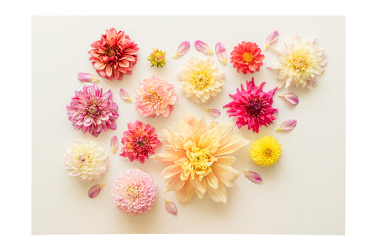 Pretty Dahlias