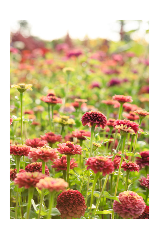 Zinnia Patch