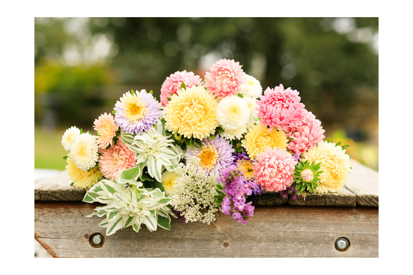 Aster Bouquets