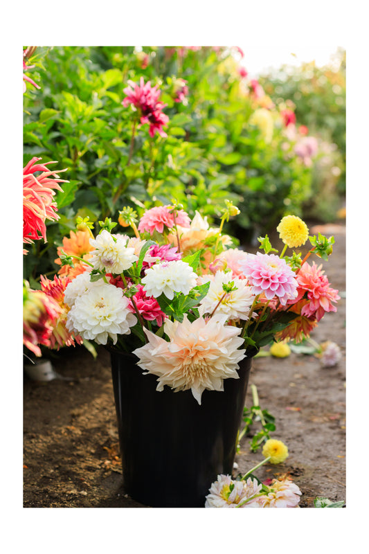 Dahlias in a Bucket