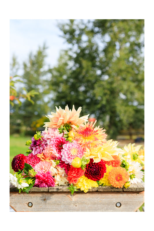 Dahlia Bouquets