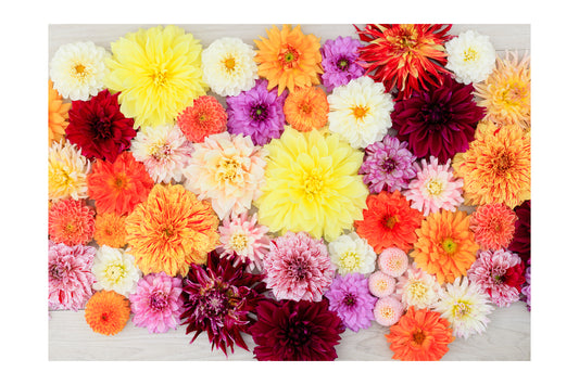 Dahlia Assortment