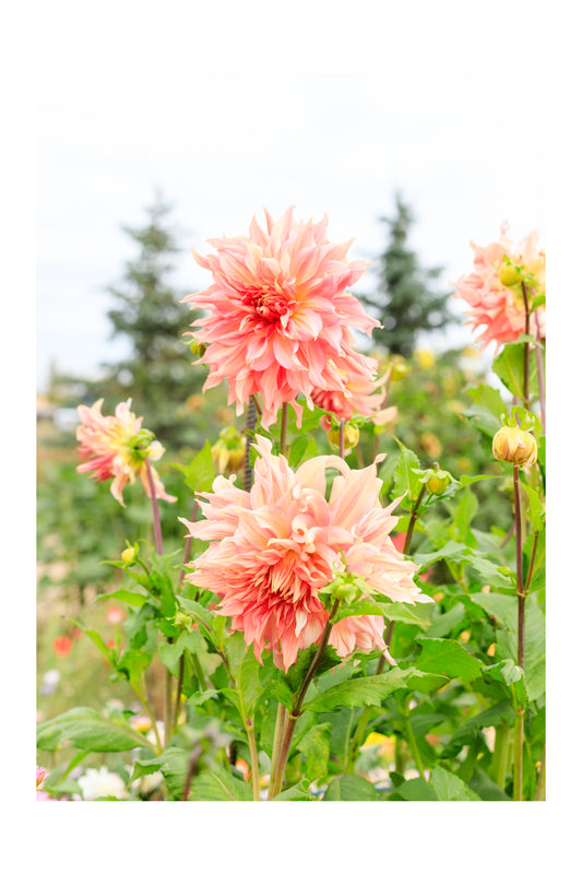 Penhill Watermelon Dahlia