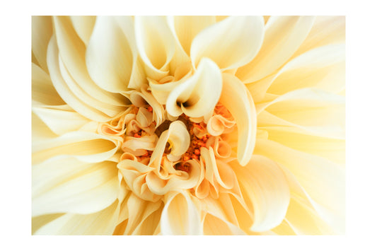 Cafe au Lait Dahlia