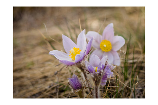 Wild Crocus