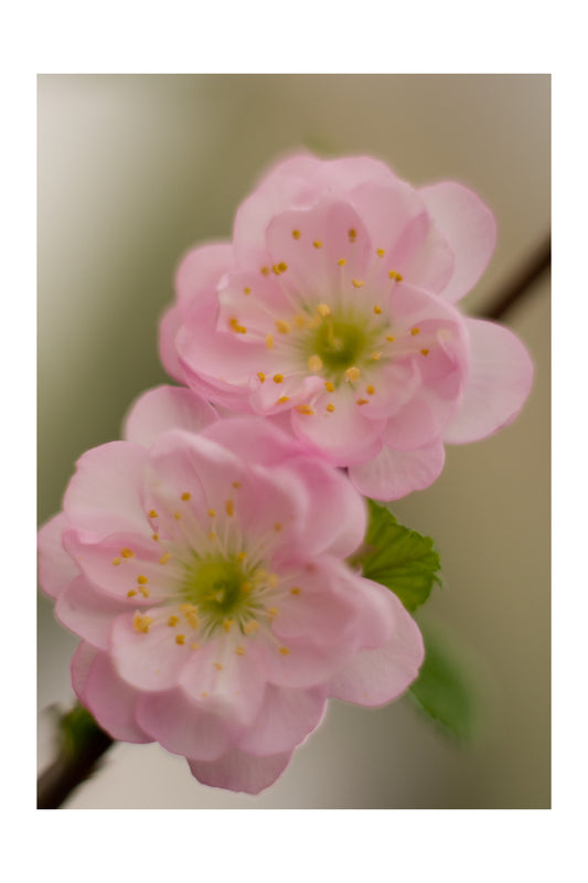 Double Flowering Plum