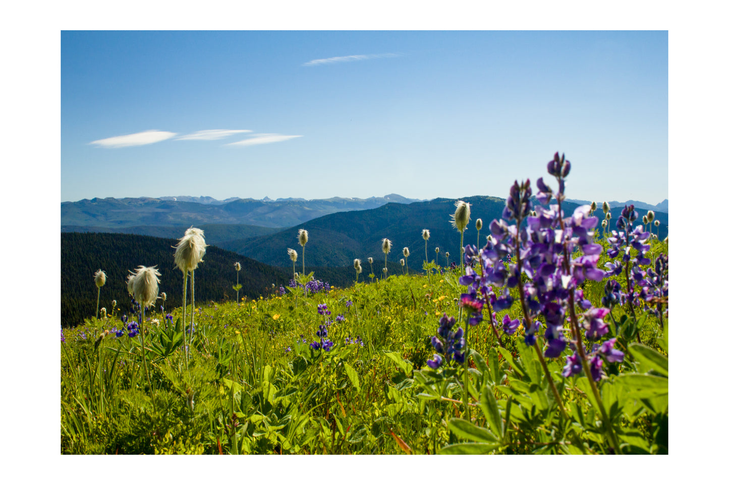 Wildflowers in Manning Park