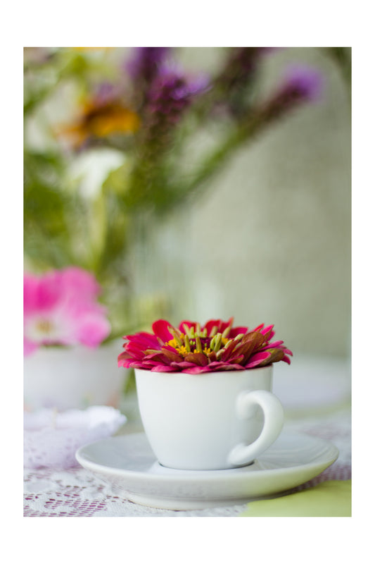 Zinnia in a Cup