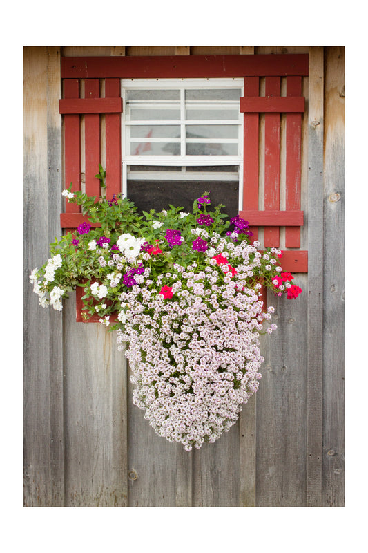 Window Box 1