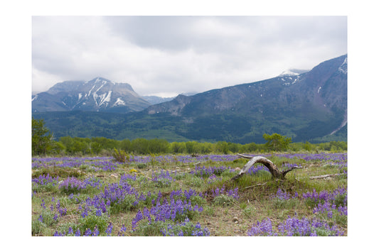 Lupins in Waterton Park