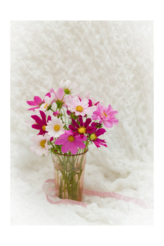 Pink Cosmos in a Glass