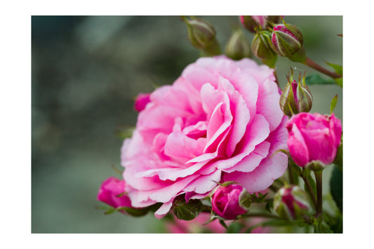 Pink Garden Rose