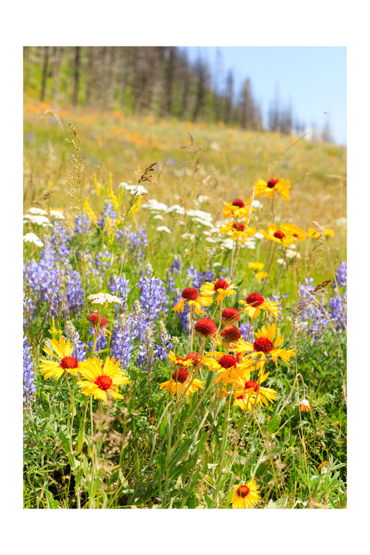 Waterton Wildflowers