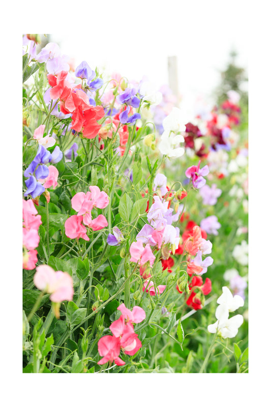 Sweet Peas on Fence