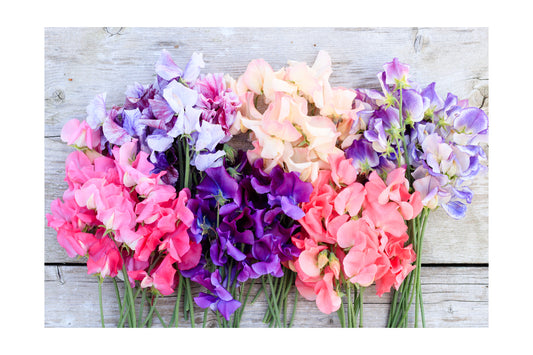 Sweet Pea Mix