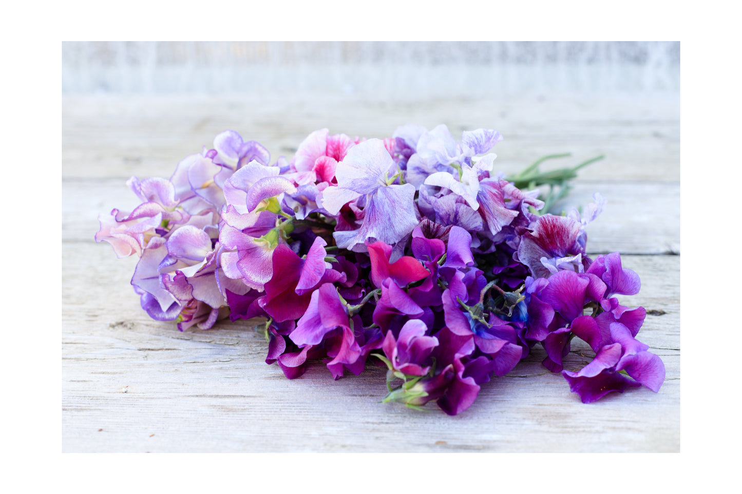 Purple Sweet Peas