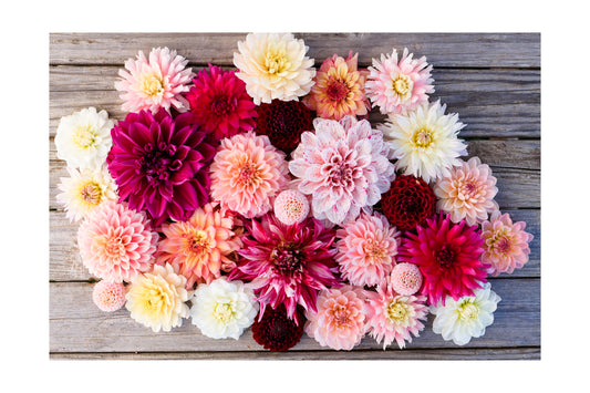 Pink Dahlias 2