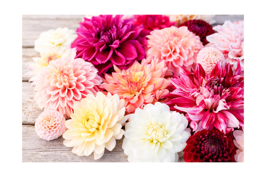 Pink Dahlias 1